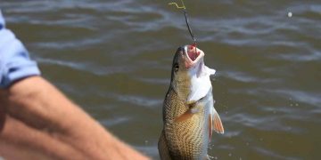 Fånga abborren med ett lockande fiskedrag – Prova det bästa abborrdraget