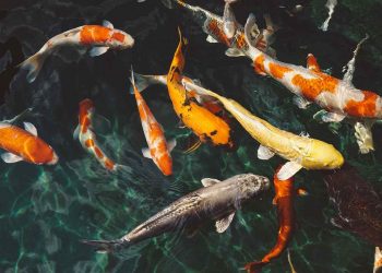 Fånga drömfisken vid Saltdalselva med ett fiskekort