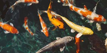 Fånga drömfisken vid Saltdalselva med ett fiskekort