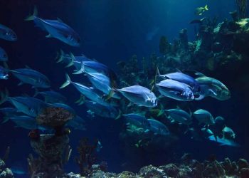 Fiskehattar: Den perfekta accessoaren för en lyckad fisketur